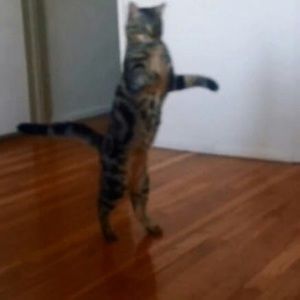 Meet your Posher, Taylor